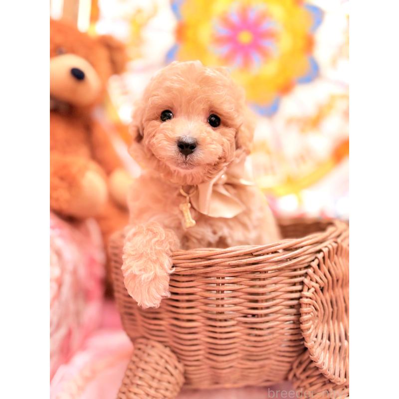 販売中の大阪府のタイニープードル-440923の8枚目