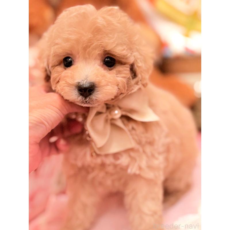 販売中の大阪府のタイニープードル-440923の7枚目