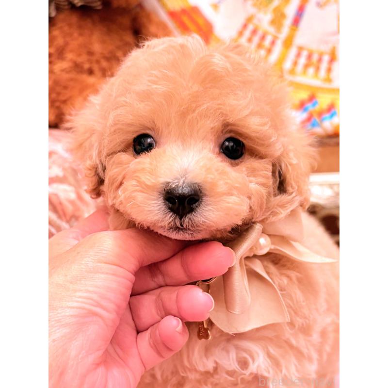 販売中の大阪府のタイニープードル-440923の6枚目