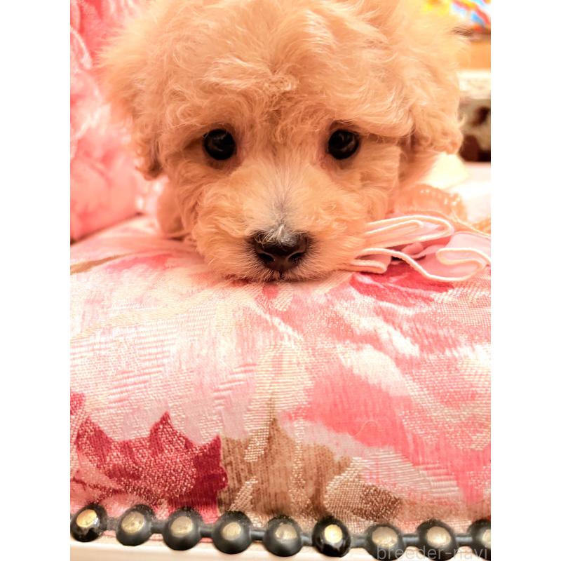 販売中の大阪府のタイニープードル-440923の5枚目