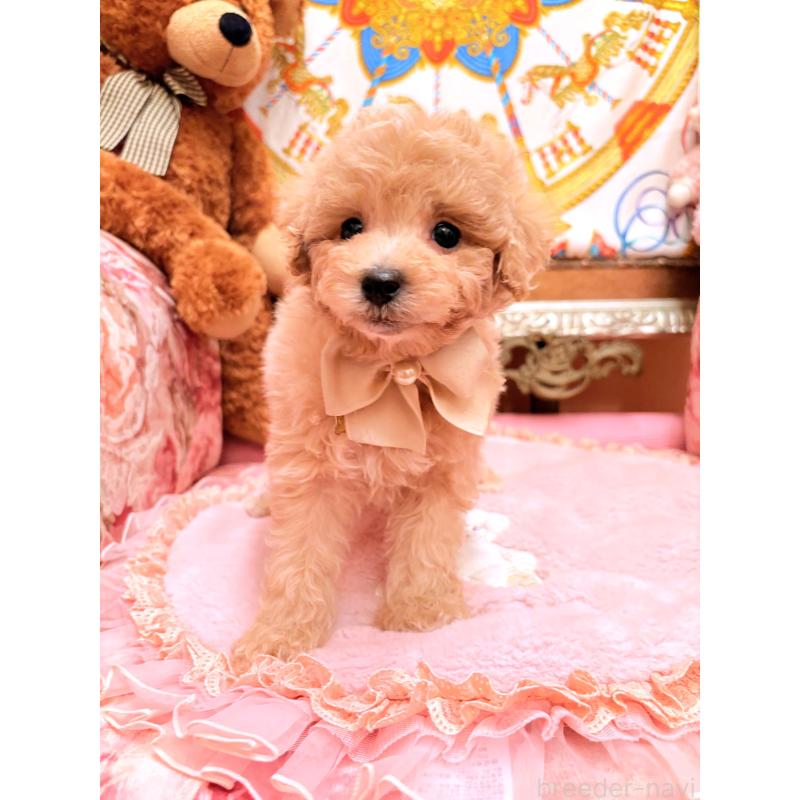 販売中の大阪府のタイニープードル-440923の3枚目