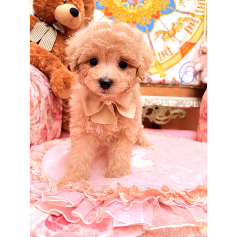 販売中の大阪府のタイニープードル-440923の2枚目