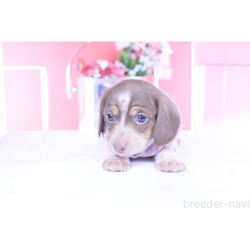 販売中の愛知県のミニチュアダックスフンド(スムースヘアード)-440924の11枚目