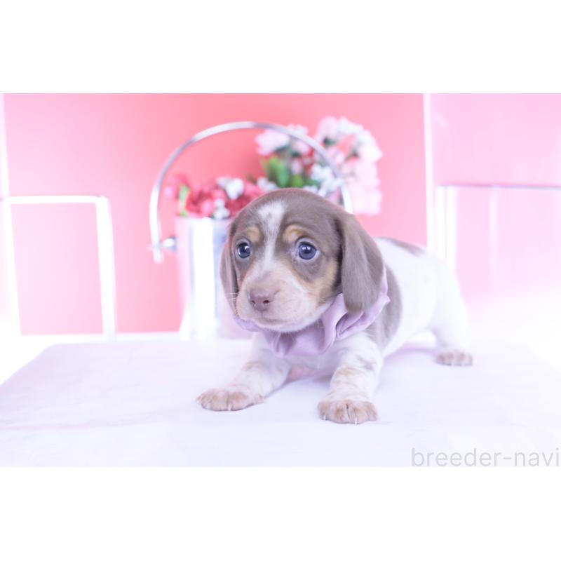 販売中の愛知県のミニチュアダックスフンド(スムースヘアード)-440924の9枚目