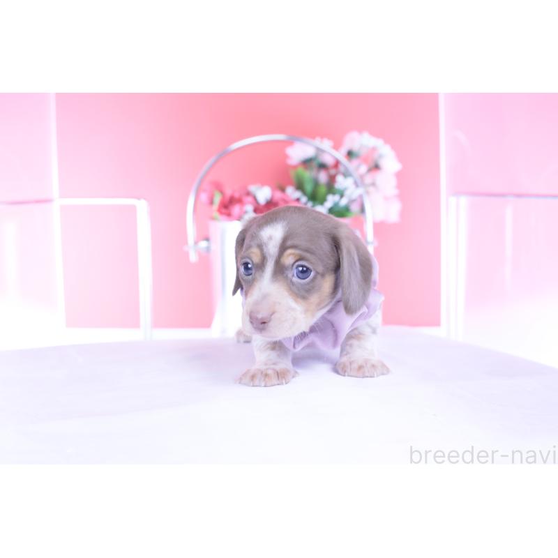 販売中の愛知県のミニチュアダックスフンド(スムースヘアード)-440924の6枚目