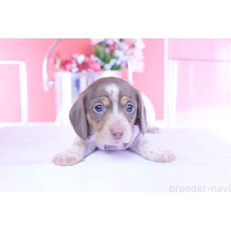 販売中の愛知県のミニチュアダックスフンド(スムースヘアード)-440924の5枚目