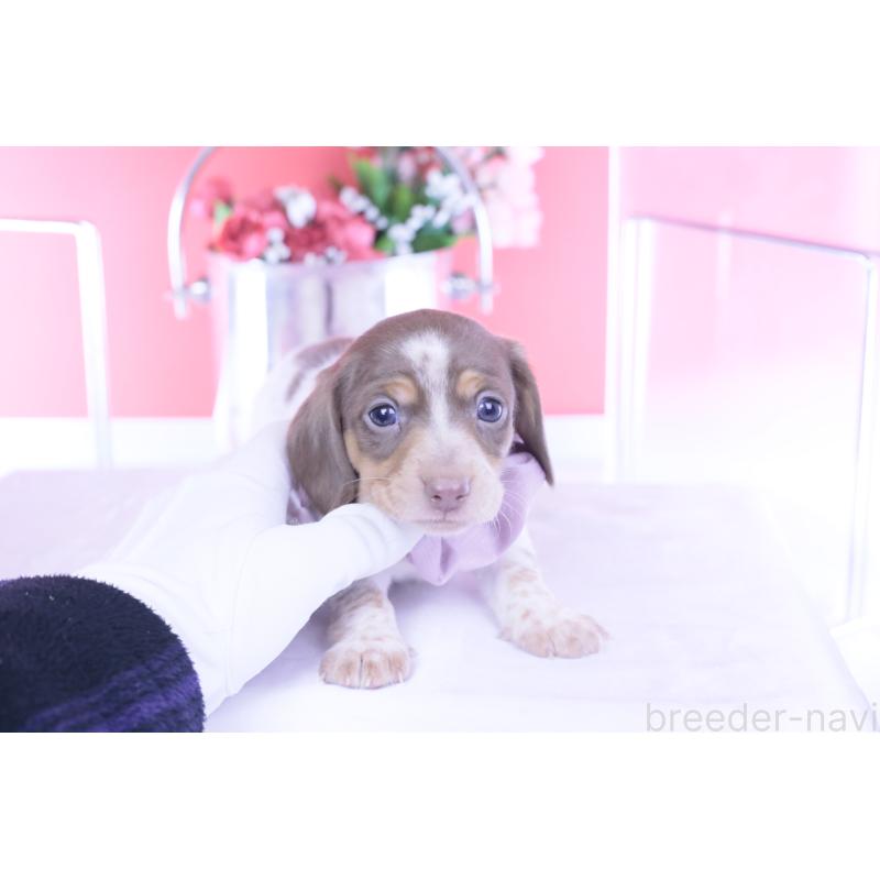 販売中の愛知県のミニチュアダックスフンド(スムースヘアード)-440924の4枚目