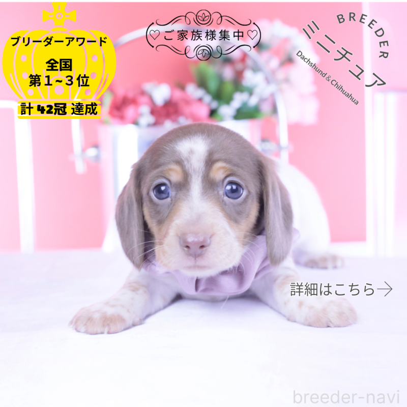 販売中の愛知県のミニチュアダックスフンド(スムースヘアード)-440924