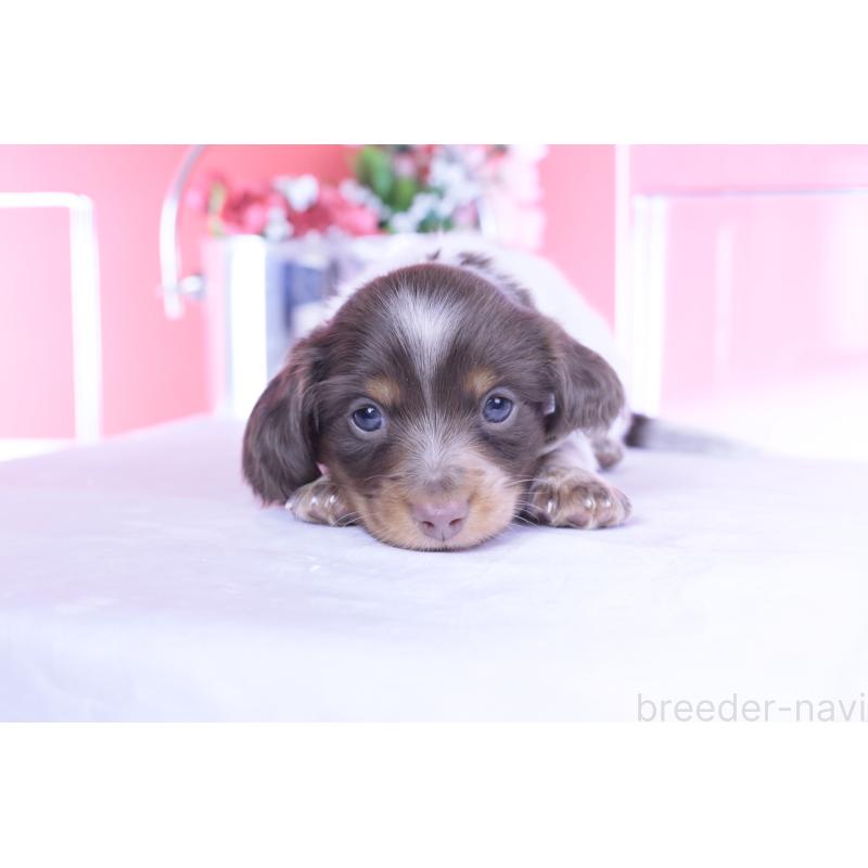 販売中の愛知県のミニチュアダックスフンド(ロングヘアード)-440925の13枚目