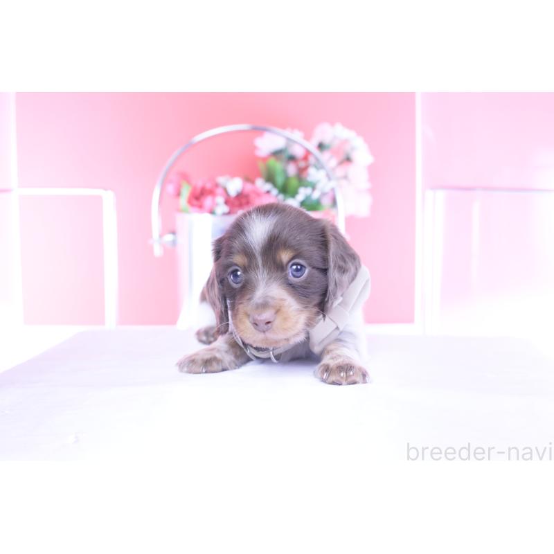 販売中の愛知県のミニチュアダックスフンド(ロングヘアード)-440925の11枚目