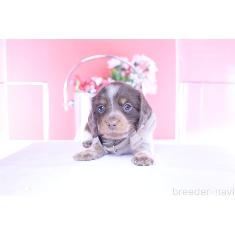 販売中の愛知県のミニチュアダックスフンド(ロングヘアード)-440925の10枚目