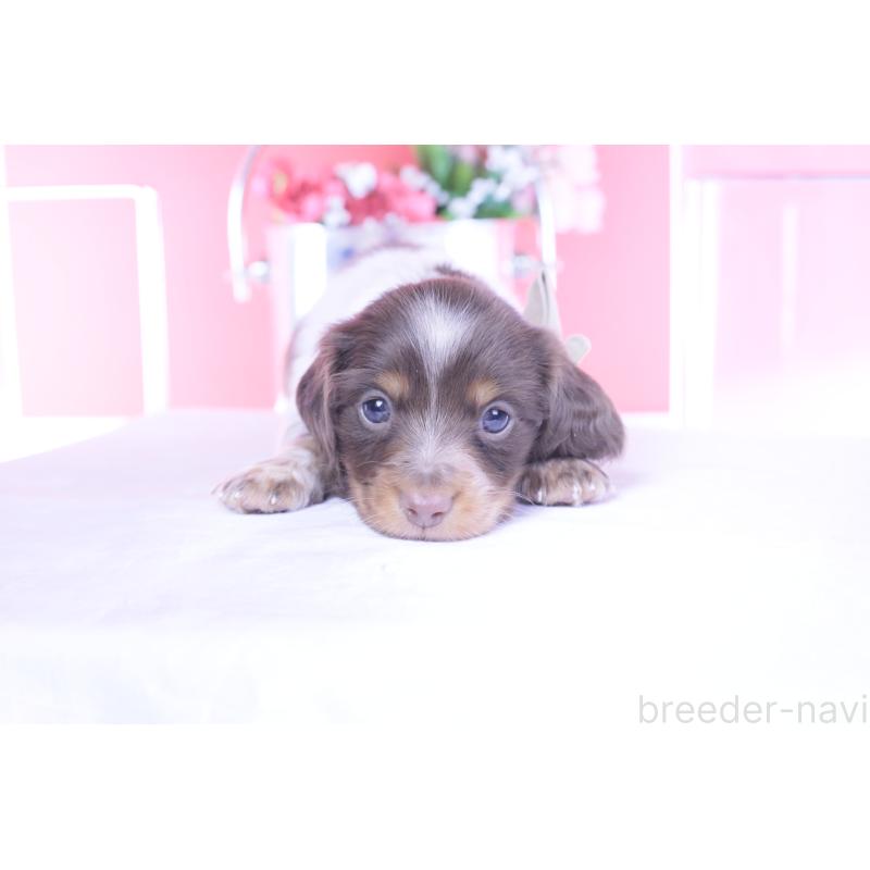 販売中の愛知県のミニチュアダックスフンド(ロングヘアード)-440925の6枚目