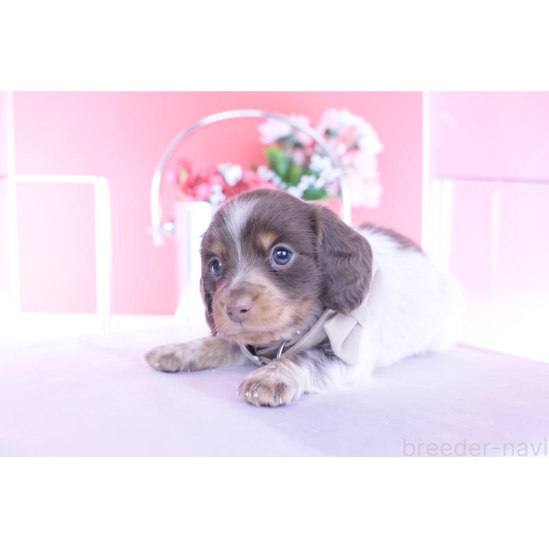 販売中の愛知県のミニチュアダックスフンド(ロングヘアード)-440925の5枚目