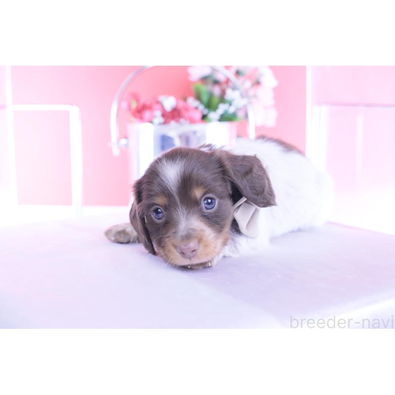 販売中の愛知県のミニチュアダックスフンド(ロングヘアード)-440925の4枚目