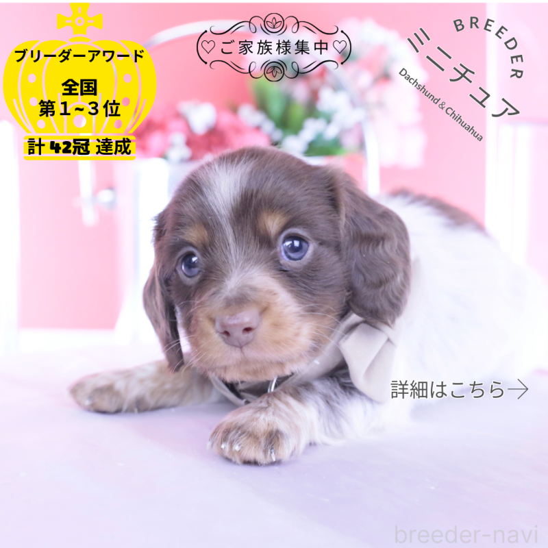 販売中の愛知県のミニチュアダックスフンド(ロングヘアード)-440925