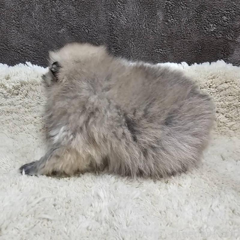 販売中の埼玉県のポメラニアン-440926の4枚目