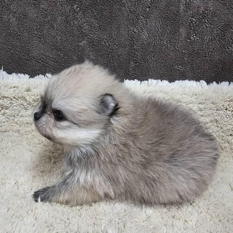 販売中の埼玉県のポメラニアン-440926の3枚目