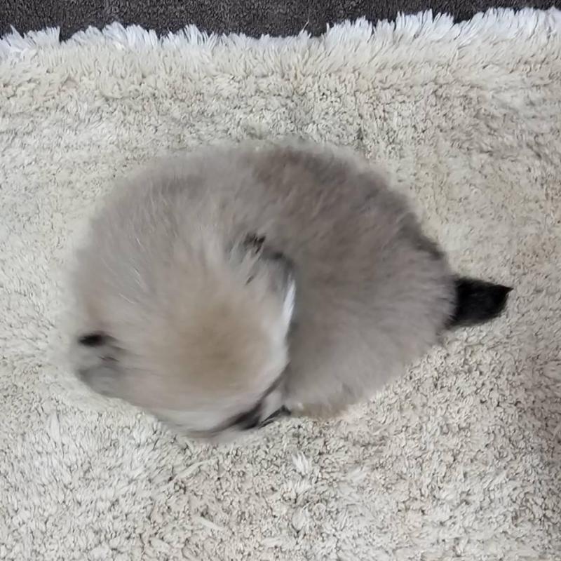 販売中の埼玉県のポメラニアン-440926の2枚目