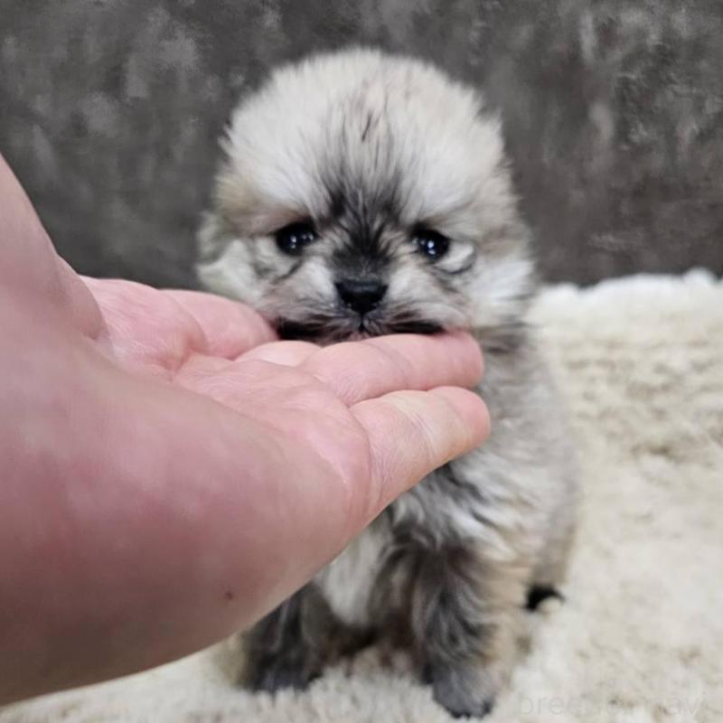 販売中の埼玉県のポメラニアン-440927の1枚目