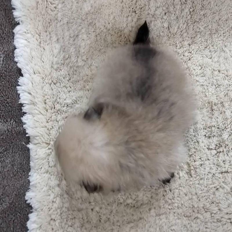 販売中の埼玉県のポメラニアン-440927の6枚目