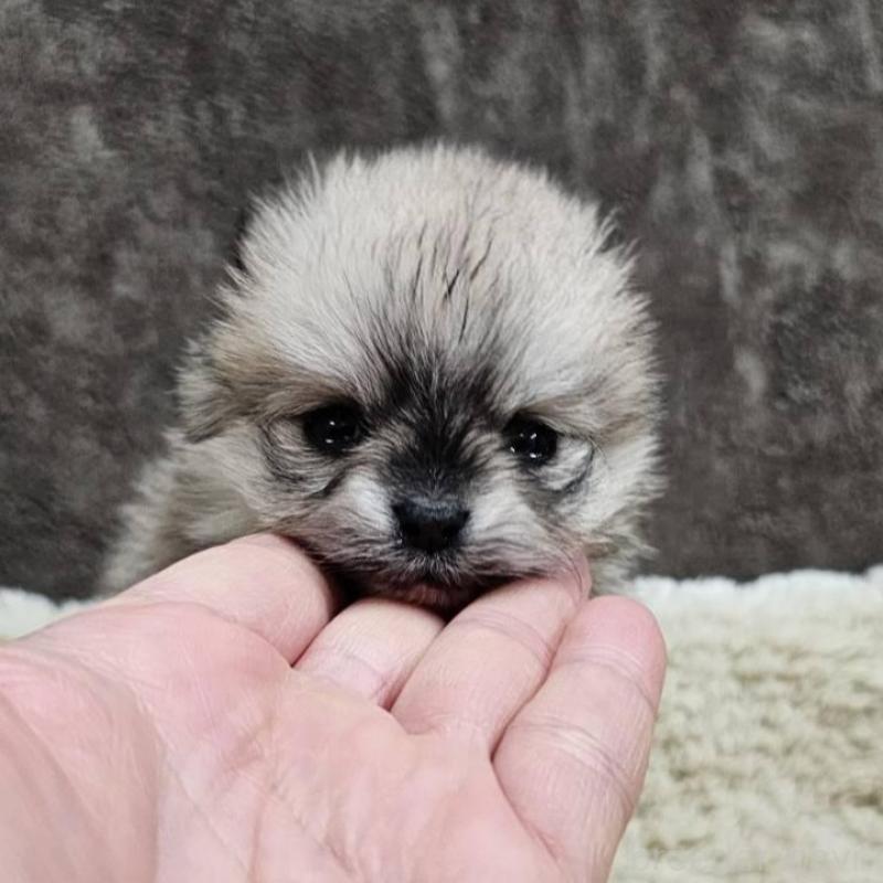 販売中の埼玉県のポメラニアン-440927の4枚目