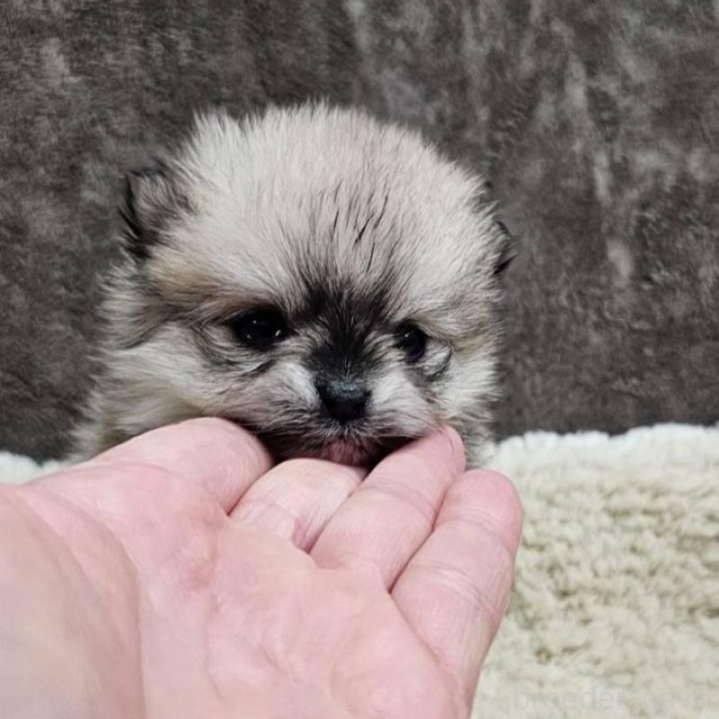 販売中の埼玉県のポメラニアン-440927の3枚目