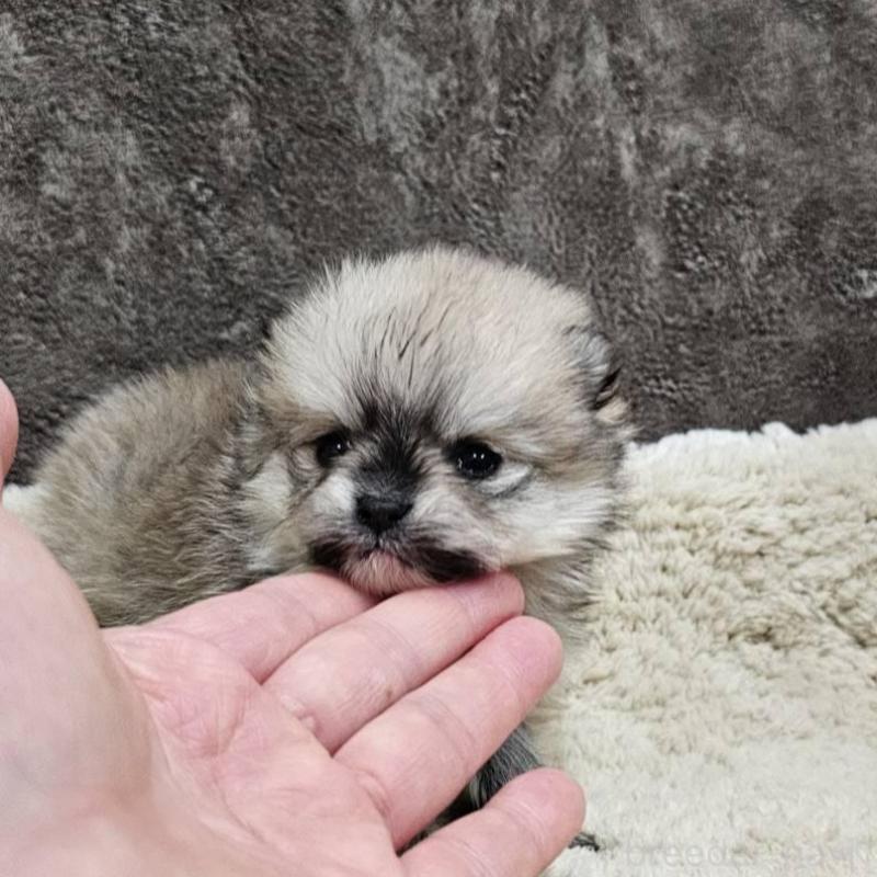 販売中の埼玉県のポメラニアン-440927の2枚目