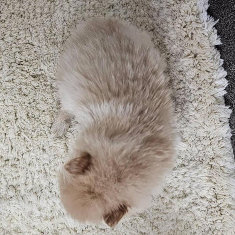 販売中の埼玉県のポメラニアン-440928の6枚目