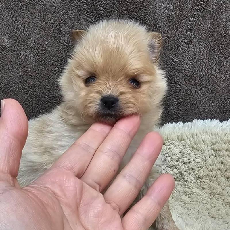 販売中の埼玉県のポメラニアン-440928の5枚目