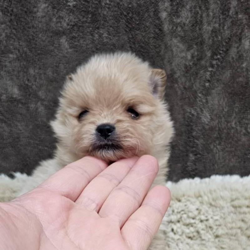 販売中の埼玉県のポメラニアン-440928