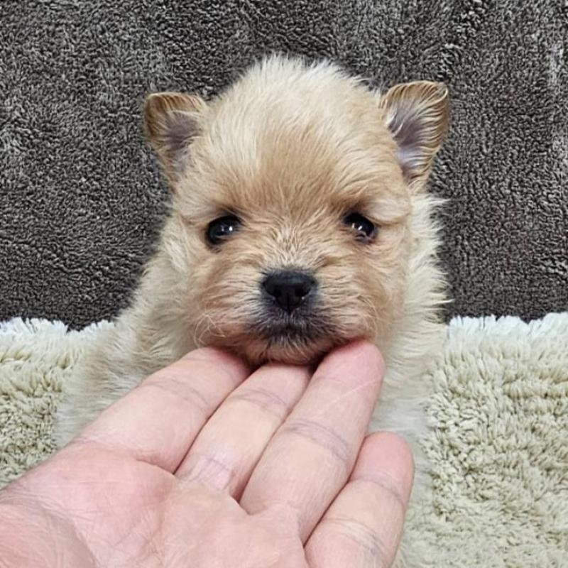 販売中の埼玉県のポメラニアン-440928の4枚目