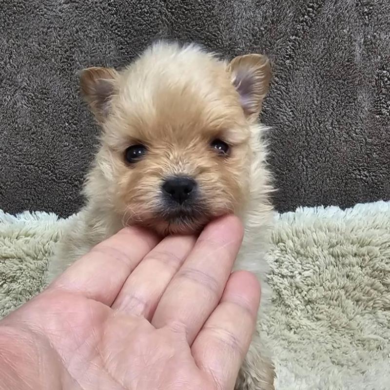 販売中の埼玉県のポメラニアン-440928の3枚目