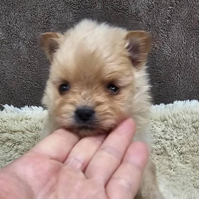 販売中の埼玉県のポメラニアン-440928の2枚目