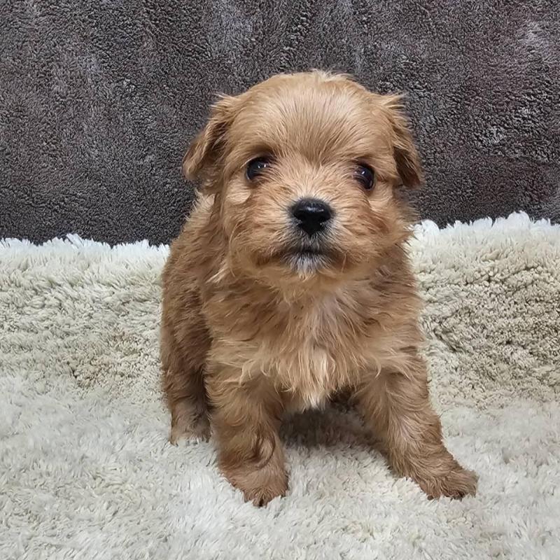 販売中の埼玉県のチワプー:チワワ×トイプードル-440929の8枚目