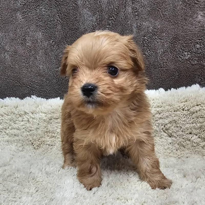 販売中の埼玉県のチワプー:チワワ×トイプードル-440929の7枚目