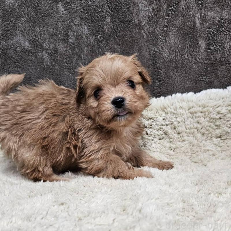 販売中の埼玉県のチワプー:チワワ×トイプードル-440929の6枚目