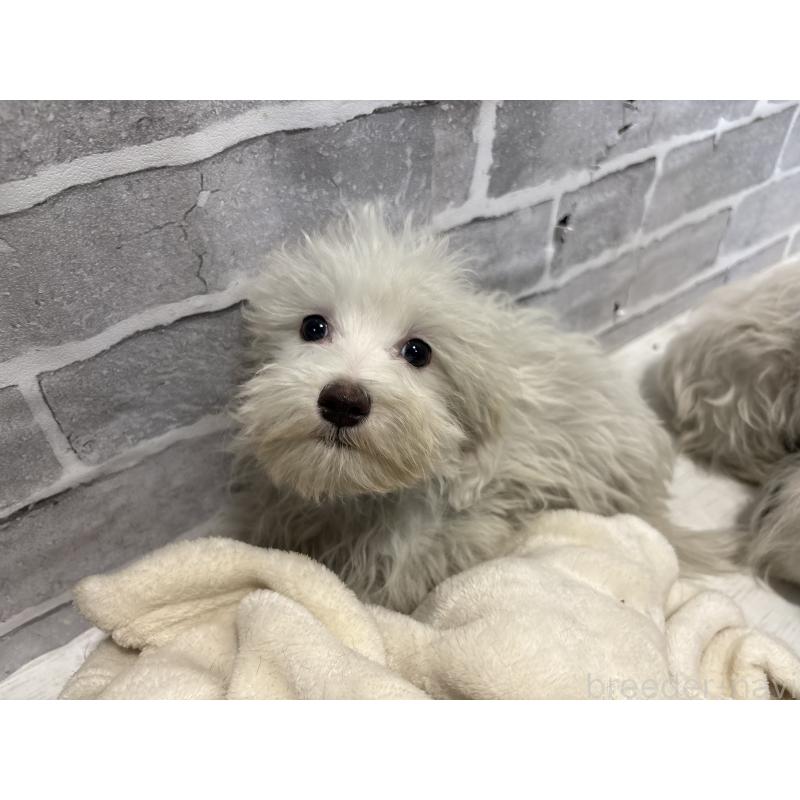 販売中の東京都のミックス犬-430434の13枚目