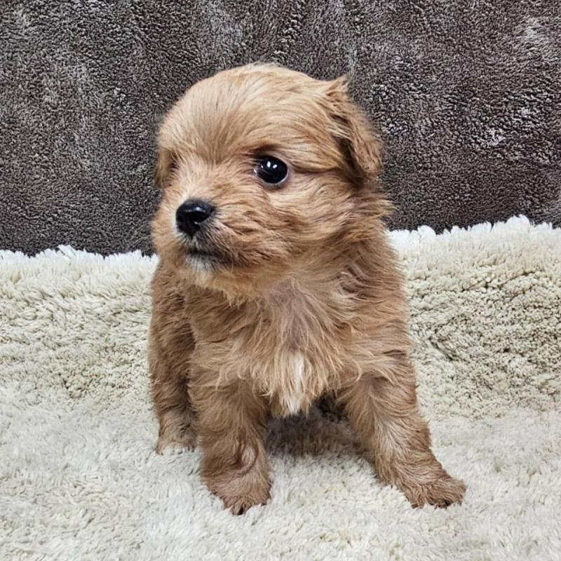 販売中の埼玉県のチワプー:チワワ×トイプードル-440929の5枚目