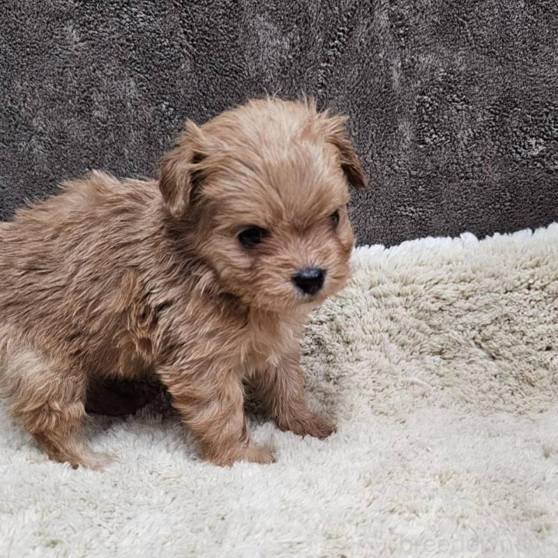 販売中の埼玉県のチワプー:チワワ×トイプードル-440929の4枚目