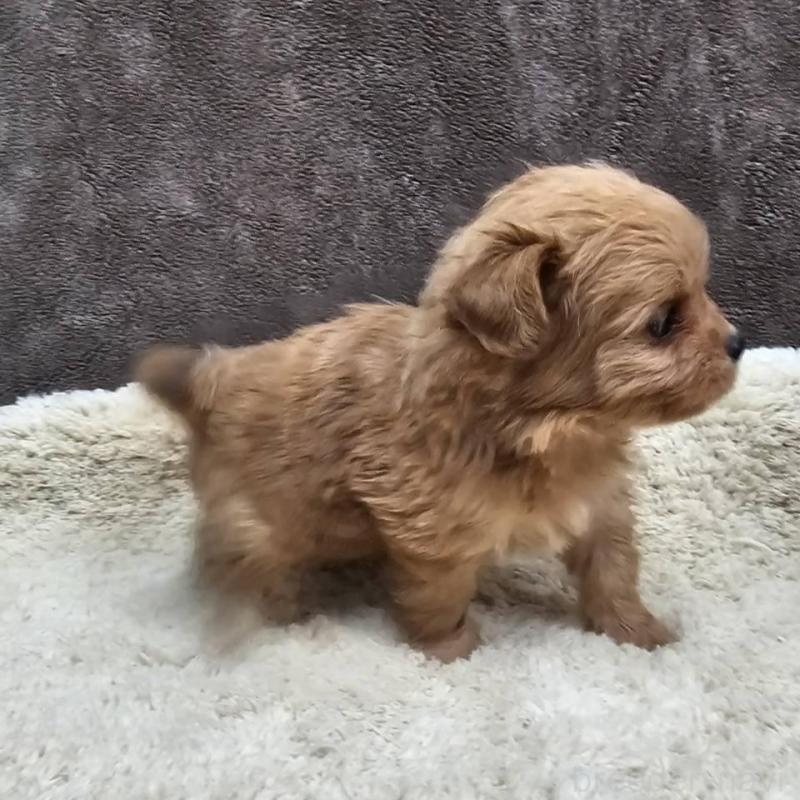 販売中の埼玉県のチワプー:チワワ×トイプードル-440929の3枚目