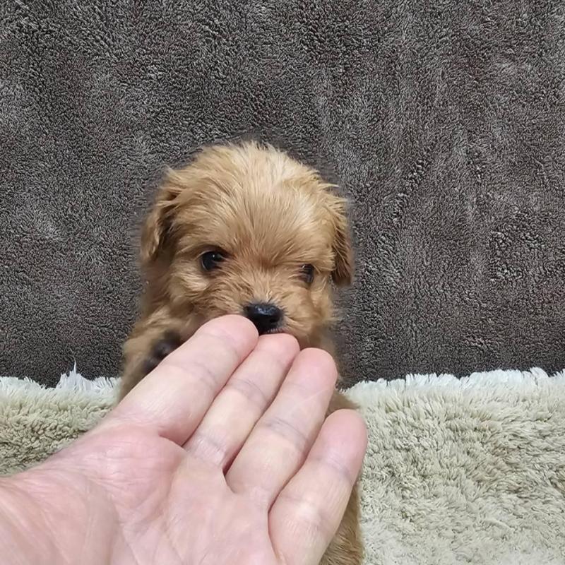 販売中の埼玉県のチワプー:チワワ×トイプードル-440929の2枚目