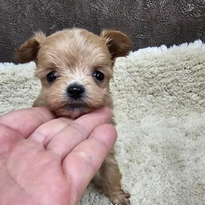 販売中の埼玉県のチワプー:チワワ×トイプードル-440930の7枚目