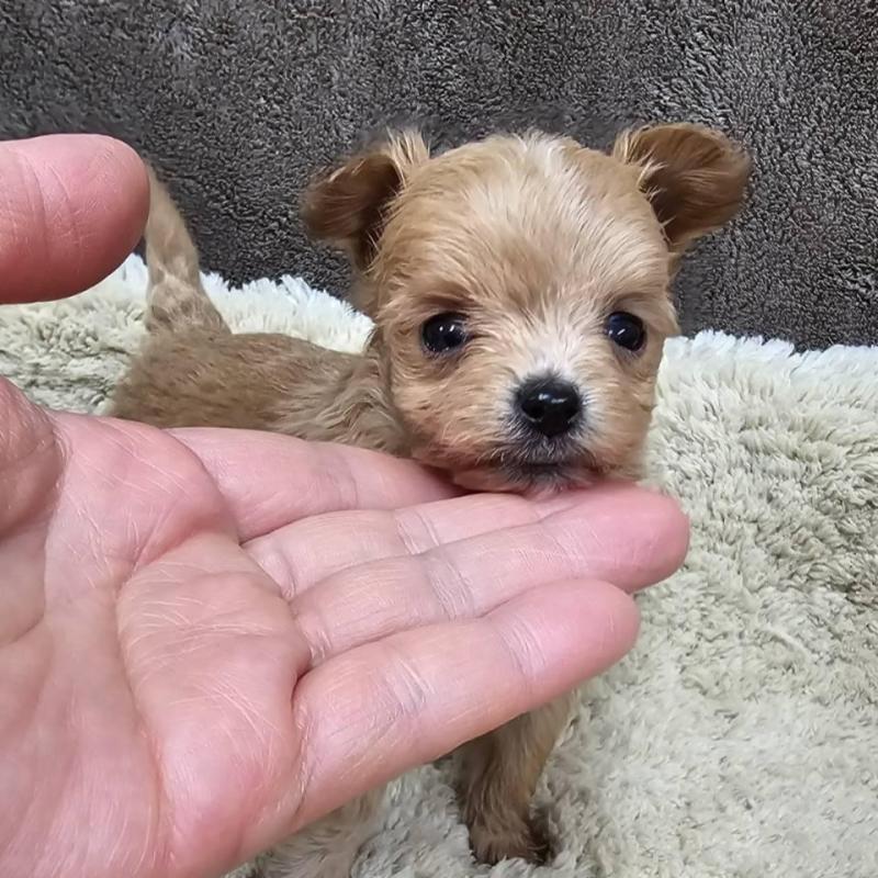 販売中の埼玉県のチワプー:チワワ×トイプードル-440930の6枚目