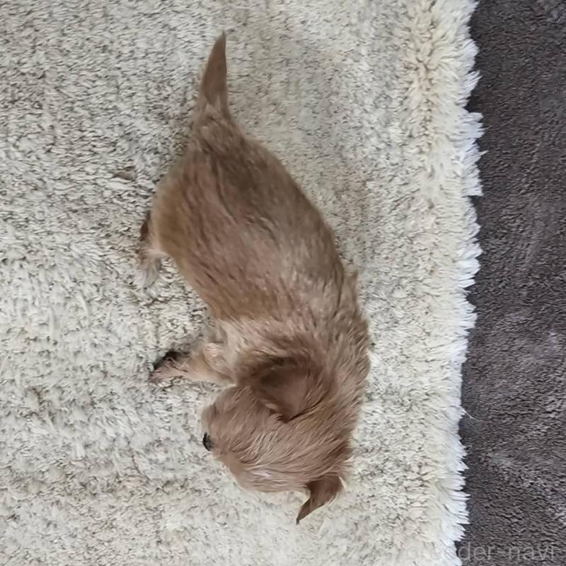 販売中の埼玉県のチワプー:チワワ×トイプードル-440930の5枚目