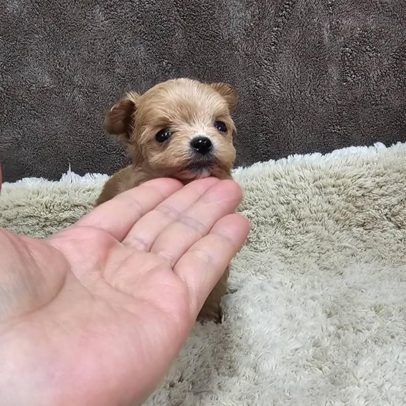 販売中の埼玉県のチワプー:チワワ×トイプードル-440930の4枚目