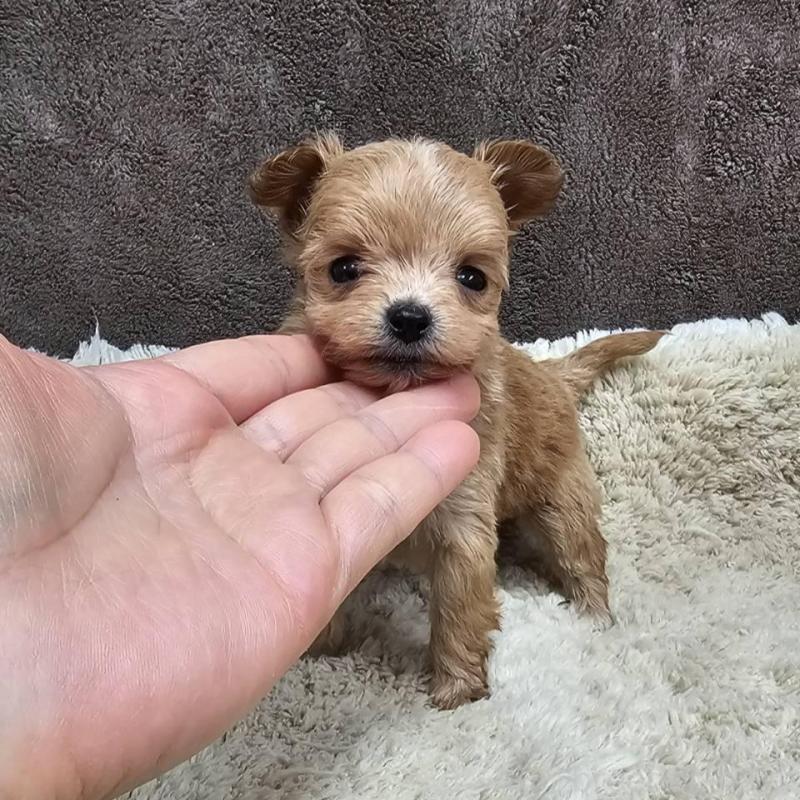 販売中の埼玉県のチワプー:チワワ×トイプードル-440930の3枚目