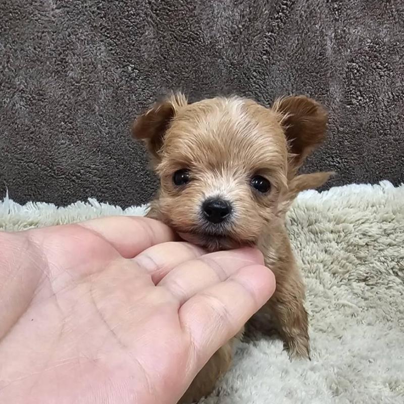 販売中の埼玉県のチワプー:チワワ×トイプードル-440930の2枚目