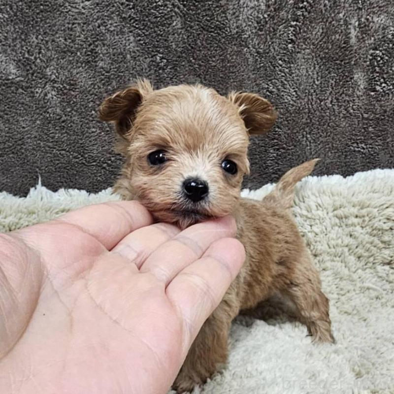 販売中の埼玉県のチワプー:チワワ×トイプードル-440930