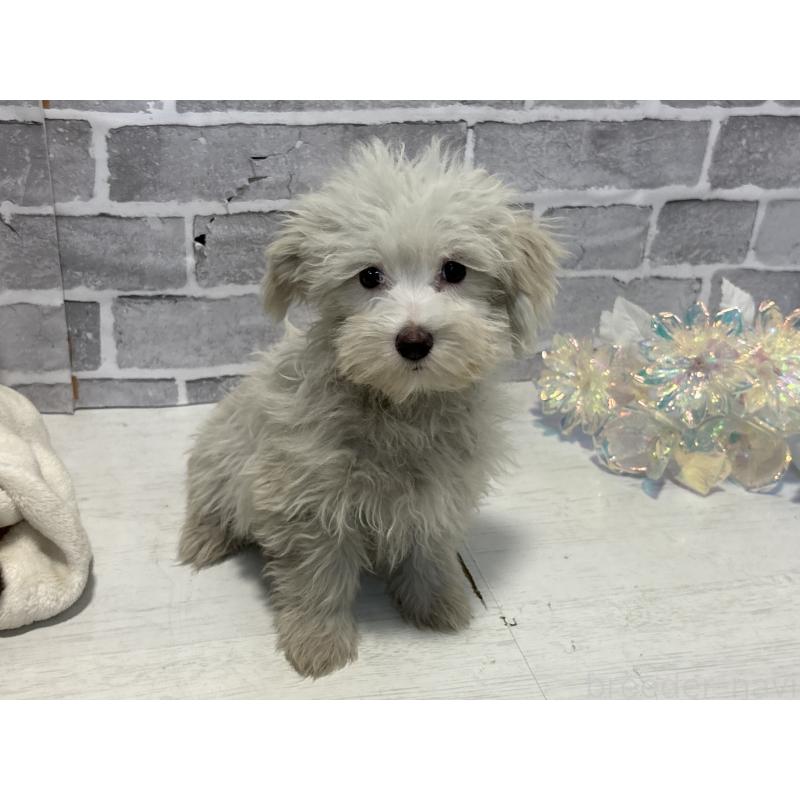 販売中の東京都のミックス犬-430434の12枚目