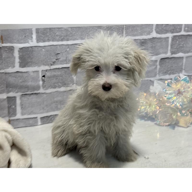 販売中の東京都のミックス犬-430434の11枚目